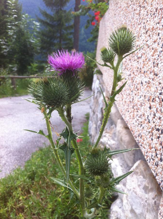 Hotel Il Cardo San Vito di Cadore Zewnętrze zdjęcie
